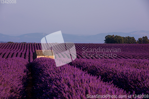 Image of stone house at lavender field