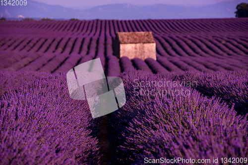 Image of stone house at lavender field