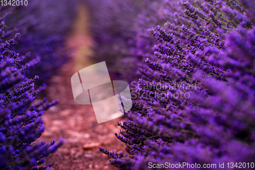 Image of Close up Bushes of lavender purple aromatic flowers