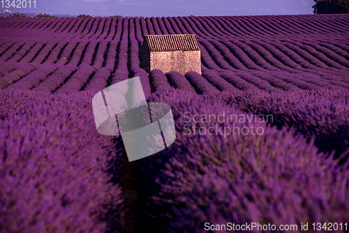 Image of stone house at lavender field