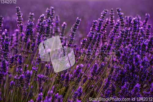 Image of Close up Bushes of lavender purple aromatic flowers