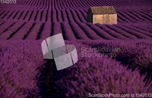 Image of stone house at lavender field