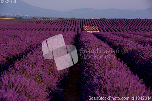 Image of stone house at lavender field