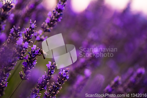 Image of bumblebee collecting pollen from one of the lavender flower