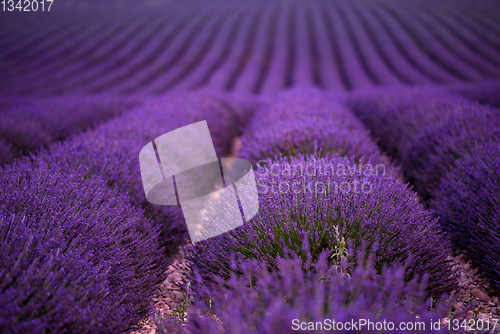 Image of lavender field france