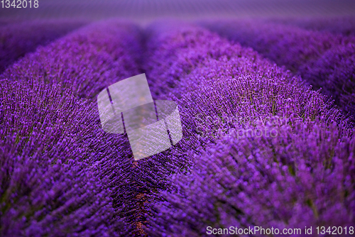 Image of lavender field france