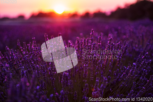 Image of colorful sunset at lavender field