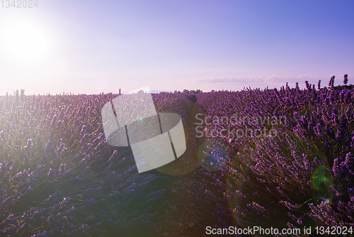 Image of colorful sunset at lavender field