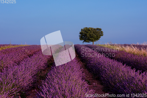 Image of lonely tree at lavender field