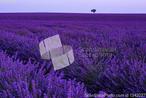 Image of colorful sunset at lavender field