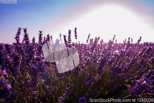 Image of Close up Bushes of lavender purple aromatic flowers