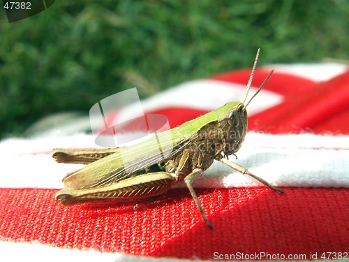 Image of Grasshopper