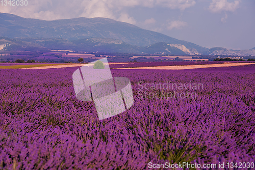 Image of lavender field france