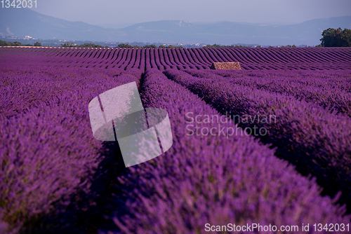 Image of stone house at lavender field