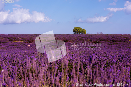 Image of lavender field france