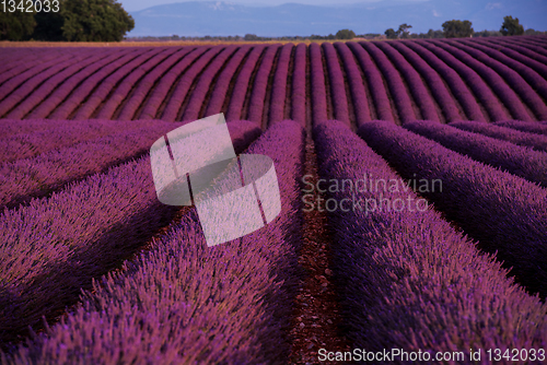 Image of lavender field france