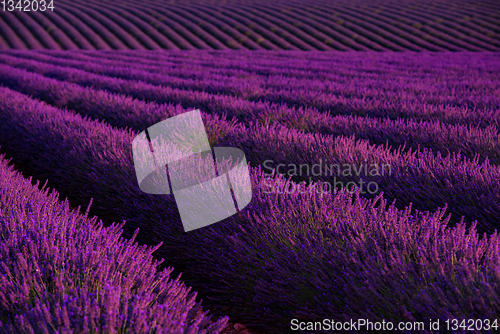 Image of lavender field france