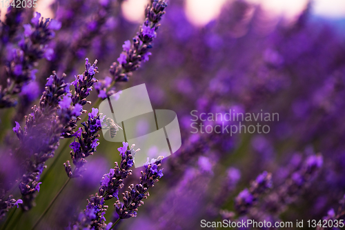 Image of bumblebee collecting pollen from one of the lavender flower