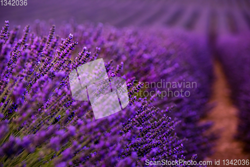 Image of Close up Bushes of lavender purple aromatic flowers