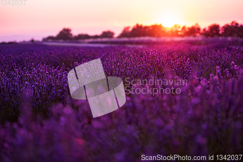 Image of colorful sunset at lavender field