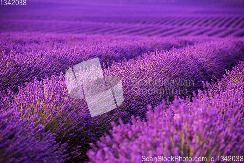 Image of lavender field france