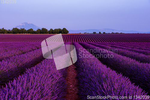 Image of lavender field france