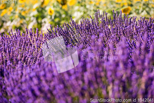 Image of Close up Bushes of lavender purple aromatic flowers