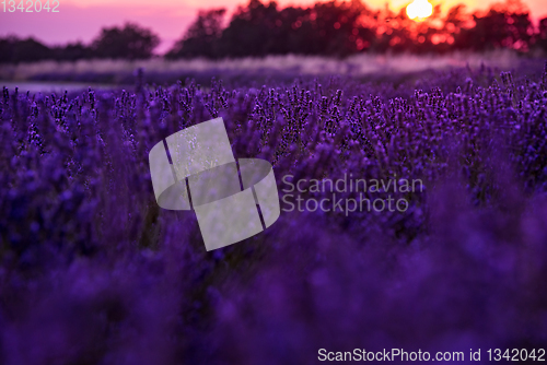 Image of colorful sunset at lavender field