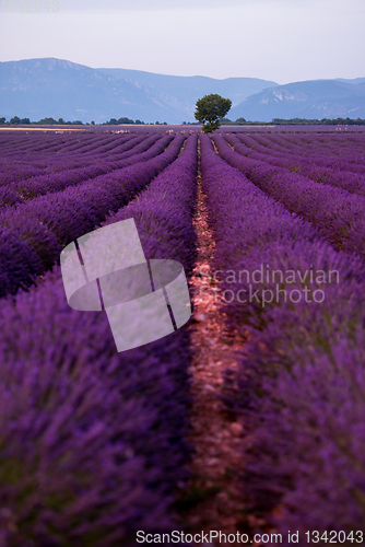 Image of lonely tree at lavender field