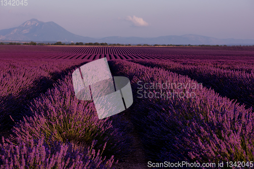 Image of lavender field france