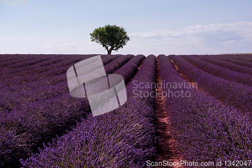 Image of lonely tree at lavender field