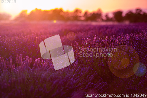 Image of colorful sunset at lavender field