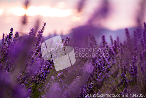Image of Close up Bushes of lavender purple aromatic flowers