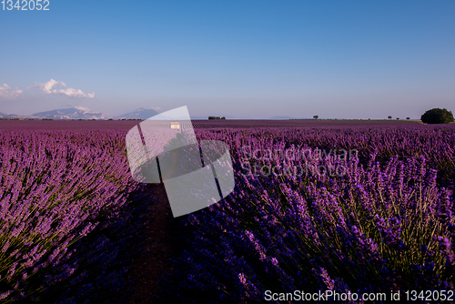 Image of stone house at lavender field