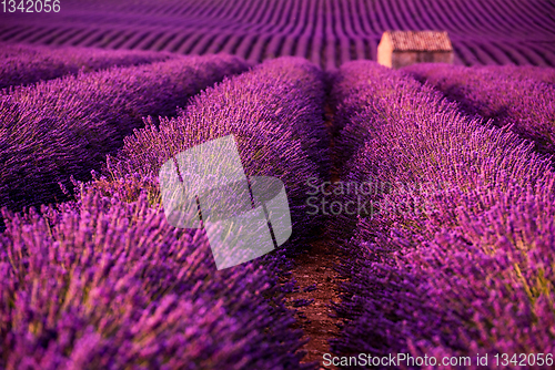 Image of stone house at lavender field