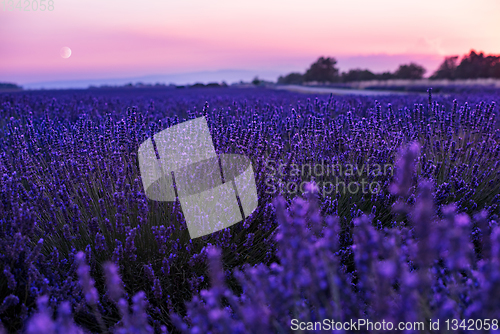 Image of Moon During  colorful sunset at lavender field