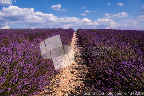 Image of lavender field france