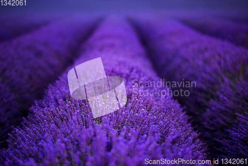 Image of lavender field france