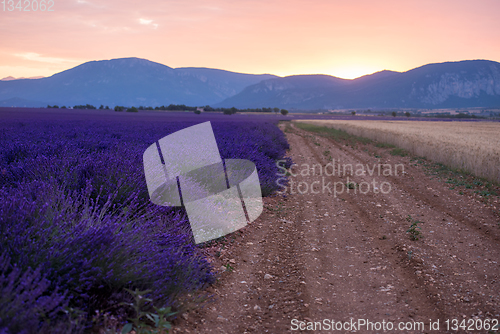 Image of lavender field france