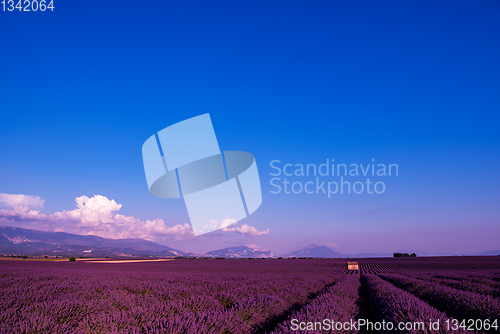 Image of stone house at lavender field