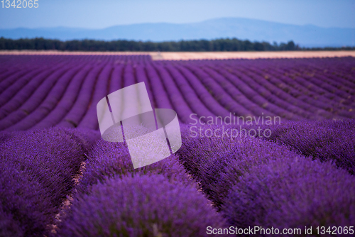 Image of lavender field france