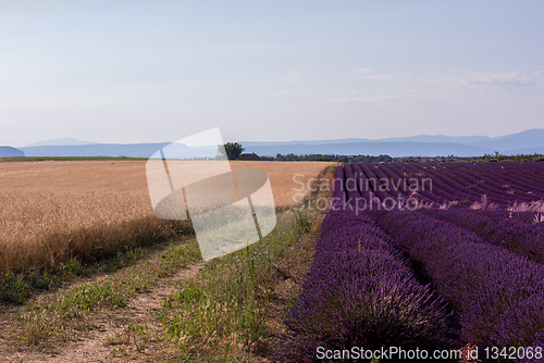 Image of lavender field france