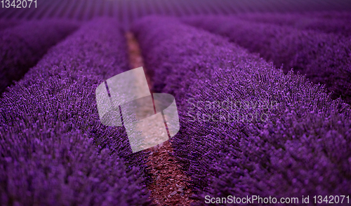 Image of lavender field france