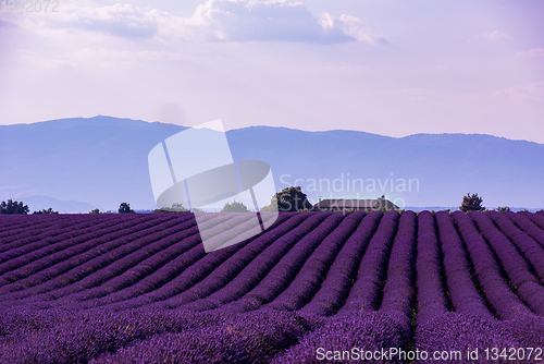 Image of lavender field france