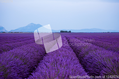 Image of the moon above lavender field france