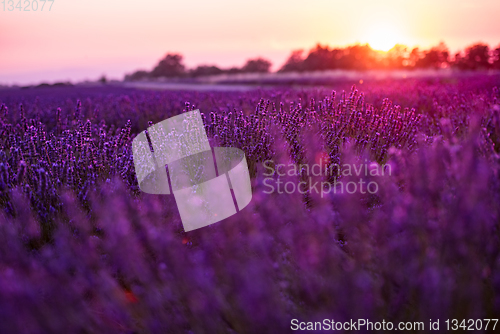 Image of colorful sunset at lavender field