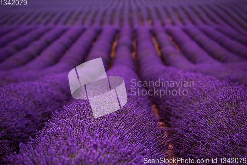 Image of lavender field france