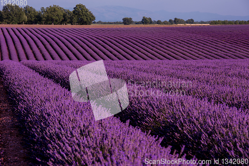 Image of lavender field france