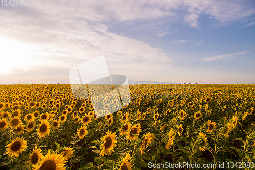 Image of Sunflower field