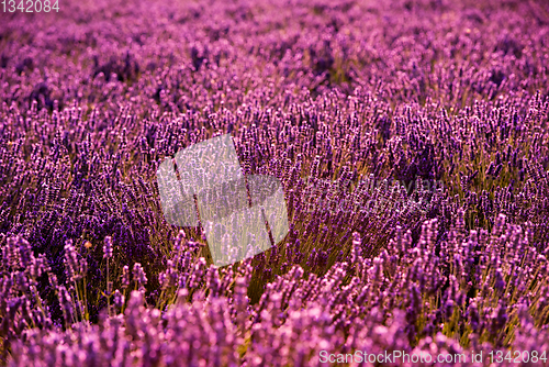 Image of Close up Bushes of lavender purple aromatic flowers